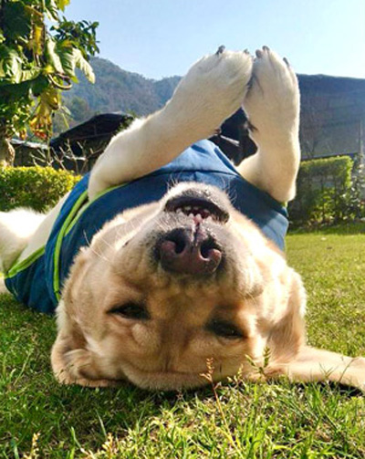 Pet Friendly Experience