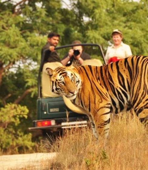 Jungle Safaris in Rishikesh